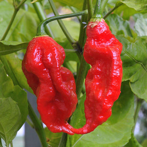 Egrow 200Pcs Indian Ghost Pepper Seeds Chili Seeds Vegetable Rare Red Carolina Pepper Seeds