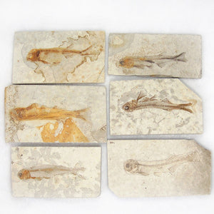 Lycoptera Davidi plate specimen Jurassic to Cretaceous Real Fish Fossil China Decorations