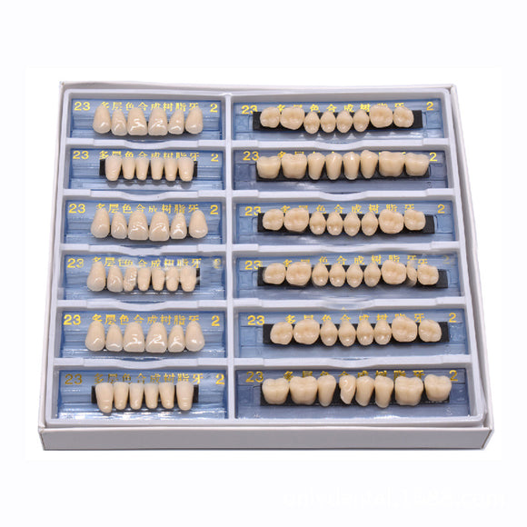 168Pcs 6 Set Acrylic Resin Denture Teeth Model Dental Tools Upper Lower Shade 23 A2