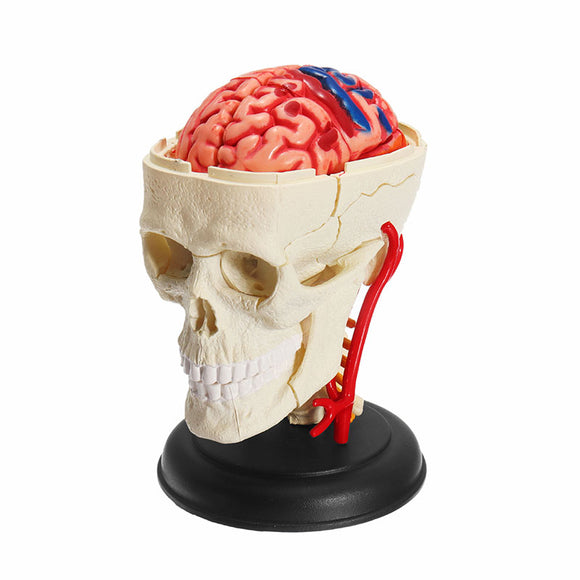 4D MASTER Puzzle 39pcs Assembling Skull Brain Neuroanatomical Model Toy