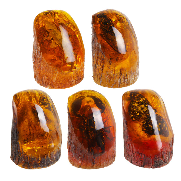 Amber King Butterfly Amber Fossil True Insect Specimens Decorations Crafts