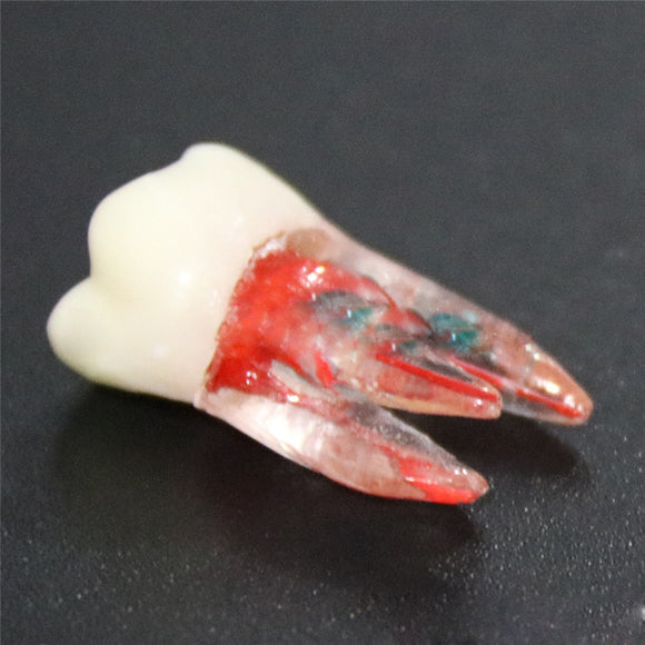 1:1 Resin Dental Endodontic Student Study Practice Operation Medical Model Colored Root Canal and Pulp Transparent without files