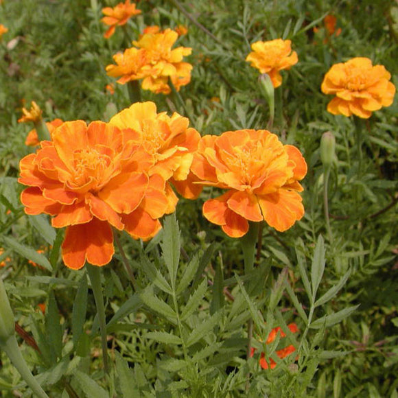 French Marigold Patula Tagetes Flower Garden Plant Seed