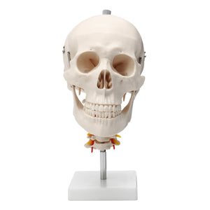 Life Size Human Adult Skull Model Cervical Spine Skeleton Model Anatomy Medical Model