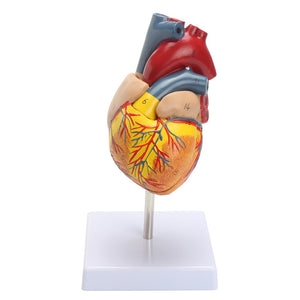 Anatomical Human Life Size Heart Model - Medical Cardiovascular Anatomy