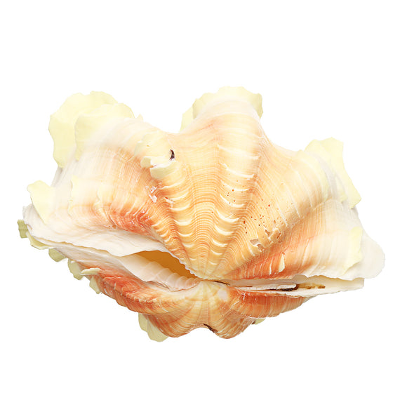 16-18cm Natural Marine Shell Tridacna Clam Conch Home Furnishing Giant Large Sea Decorations