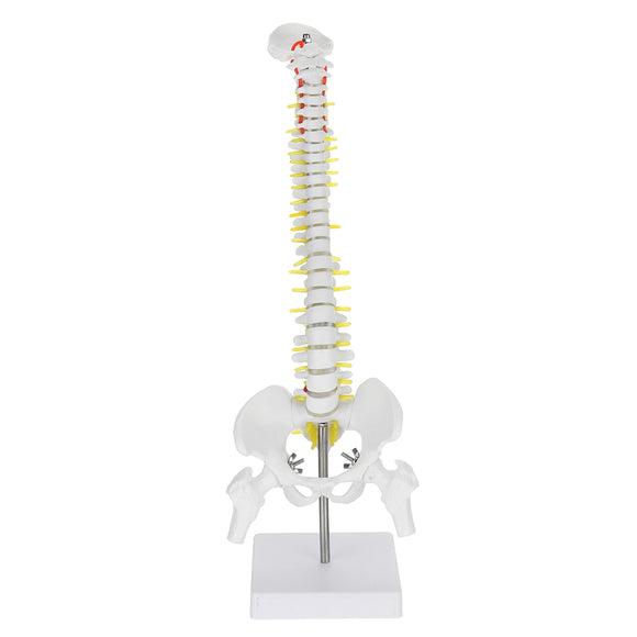 1:1 45cm Professional Human Spine Flexible Medical Anatomical Spine Medical Model