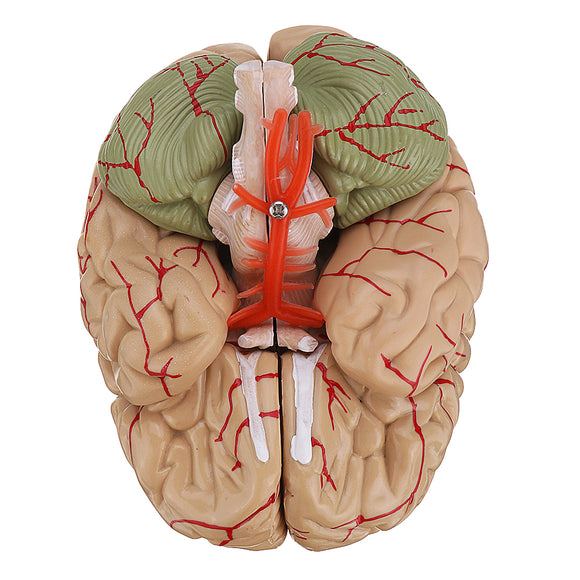 Life Size Human Brain Model w/ Arteries Medical Anatomical Cerebral Model Base Science Teaching 8 Parts