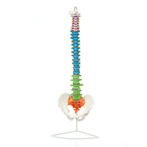 85cm Life Size Colored Flexible Spine Anatomical Model Human Vertebral Column w/ Femurs Pelvis Nerves Floor Stand Anatomy Medical Model