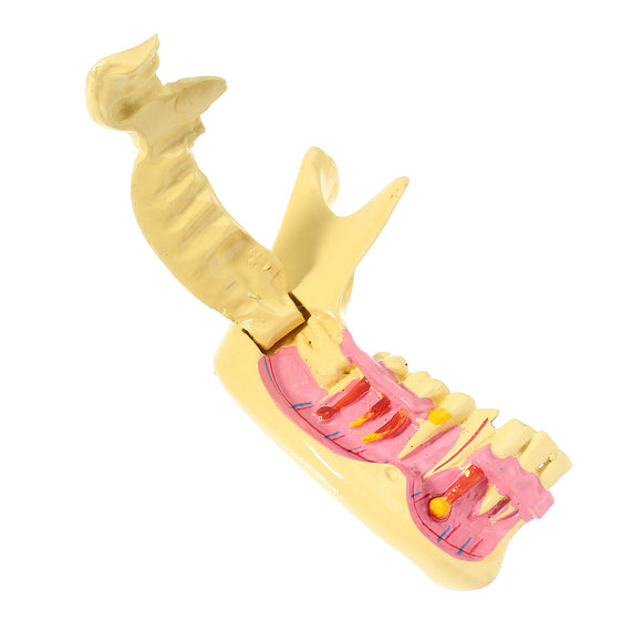 Dental Mandibular Tissue Teeth Anatomical Model Patient Teaching Study Education