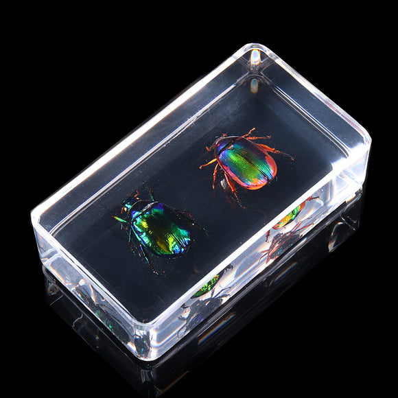 Green Beetle Collection Set In Clear Resin Block Education Real Insect Specimen Art Decorations