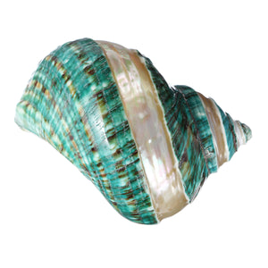 Natural Large Turban Shell Green Coral Sea Snail Home Fish Tank Decorations 10.5-11CM