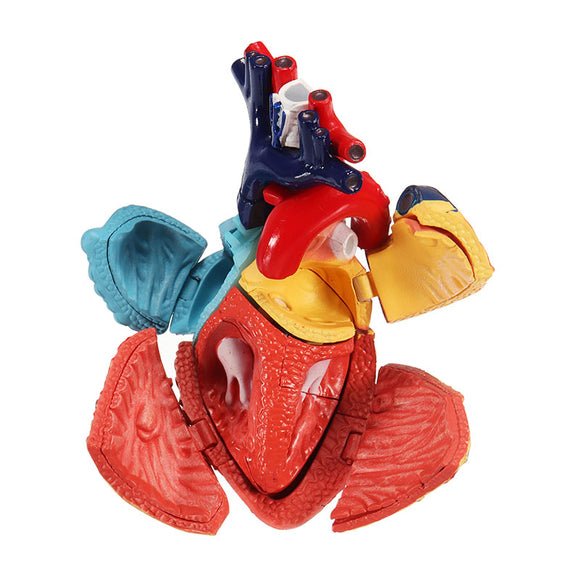 4D Master Model Colored Heart Assembled Human Anatomy Dimensional Model Science Toys