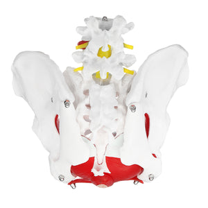 Medical Anatomical Female Pelvis Model Removable Organs Life Size Female Pelvis Medical Model