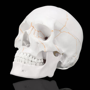 Life Size Human Anatomical Anatomy Head Skeleton Skull Teaching Medical Model Precise