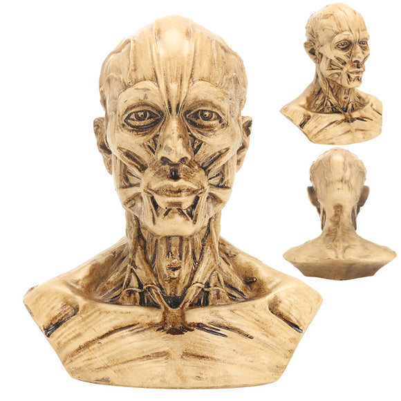 4 10cm Human Anatomical Anatomy Skull Head Muscle Bone Medical Model Home Decor