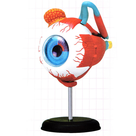 Master 4D Eye Model Human Anatomy Model New 3D Structure Of The Eye Puzzle