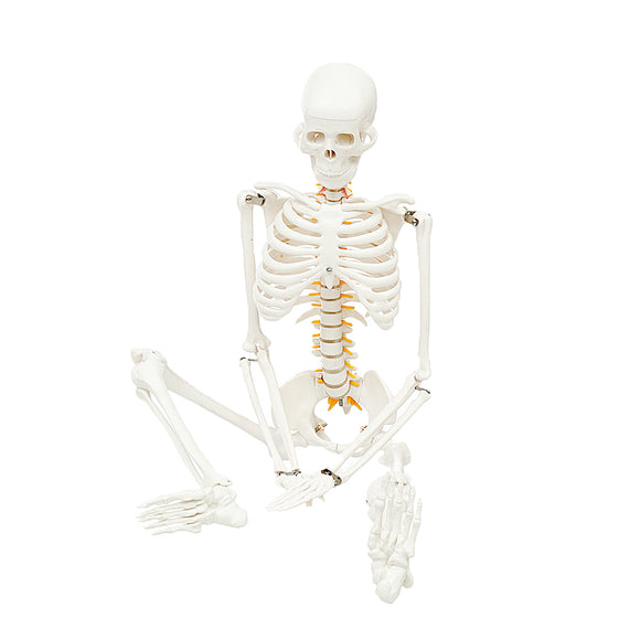 85cm Lifesize Detachable Human Skeleton Bone Model Removable Arms Legs w Stand Anatomical Medical Model