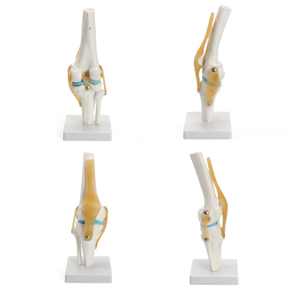 Knee Joint Model Human Skeleton Anatomy Study Display Teaching Medical 1 Set