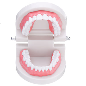 1:1 Human Dental Model Teeth Open Close Model Gingiva Visible Anatomic Demonstration Teeth Brush Flossing Teaching Medical Model