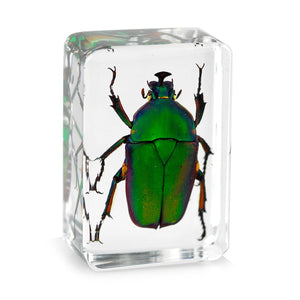 Transparent Insect Specimen Rose Chafer Beetle Animal Insect Display Specimen Educational Supply Biological Collection Pendant Necklace Decorations