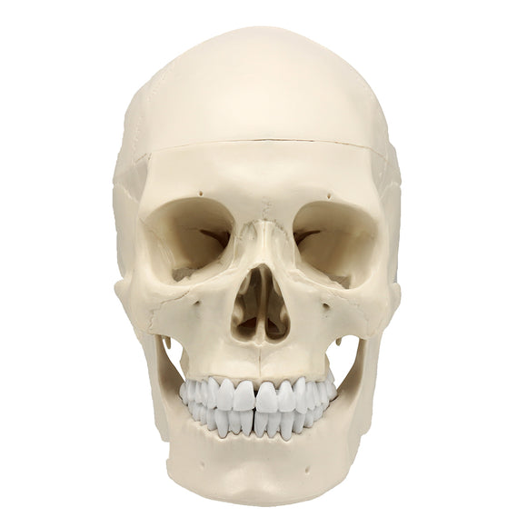 Life Size Human Anatomical Anatomy Resin Head Skeleton Lifesize Skull Medical Teaching Model