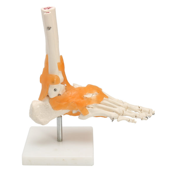 1:1 Human Skeleton Ligament Foot Ankle Joint Anatomical Anatomy Medical Model