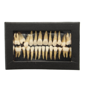 28Pcs 1:1 Demonstration Permanent Teeth Tooth Models Odontologia Teaching Study Supplies