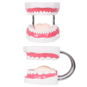 Dental Models Teaching Children's Teeth Brushing Toys Teeth Dental Presentations Structures