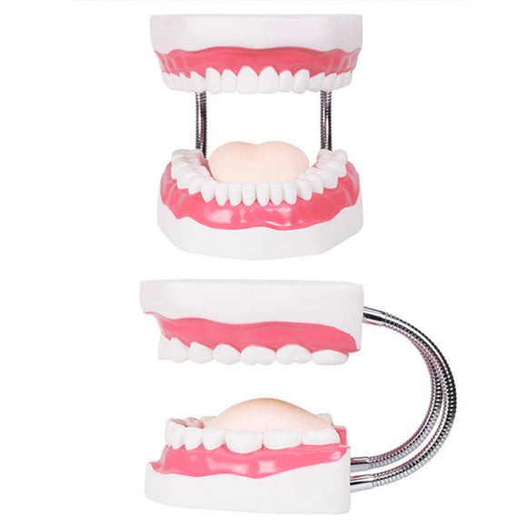 Dental Models Teaching Children's Teeth Brushing Toys Teeth Dental Presentations Structures