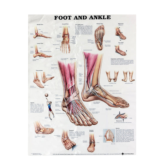 Anatomy of Foot and Ankle Poster Anatomical Chart Human Body Educational Home Decor